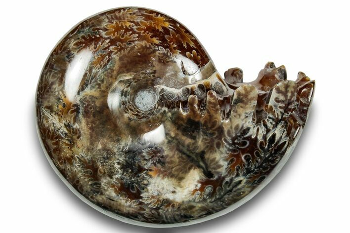 Polished Sutured Ammonite (Phylloceras?) Fossil - Madagascar #251534